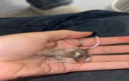 Mouse rodents for sale: Male fancy mice 🐭  in Honiton - Image 16