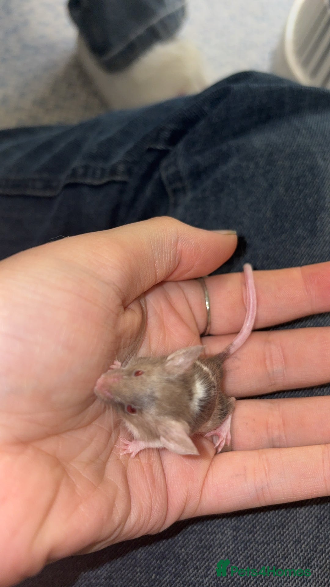 Mouse rodents for sale: Male fancy mice 🐭  in Honiton - Image 16
