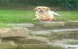 Labrador Retriever dogs for sale: 4 year old female Labrador  - Image 2