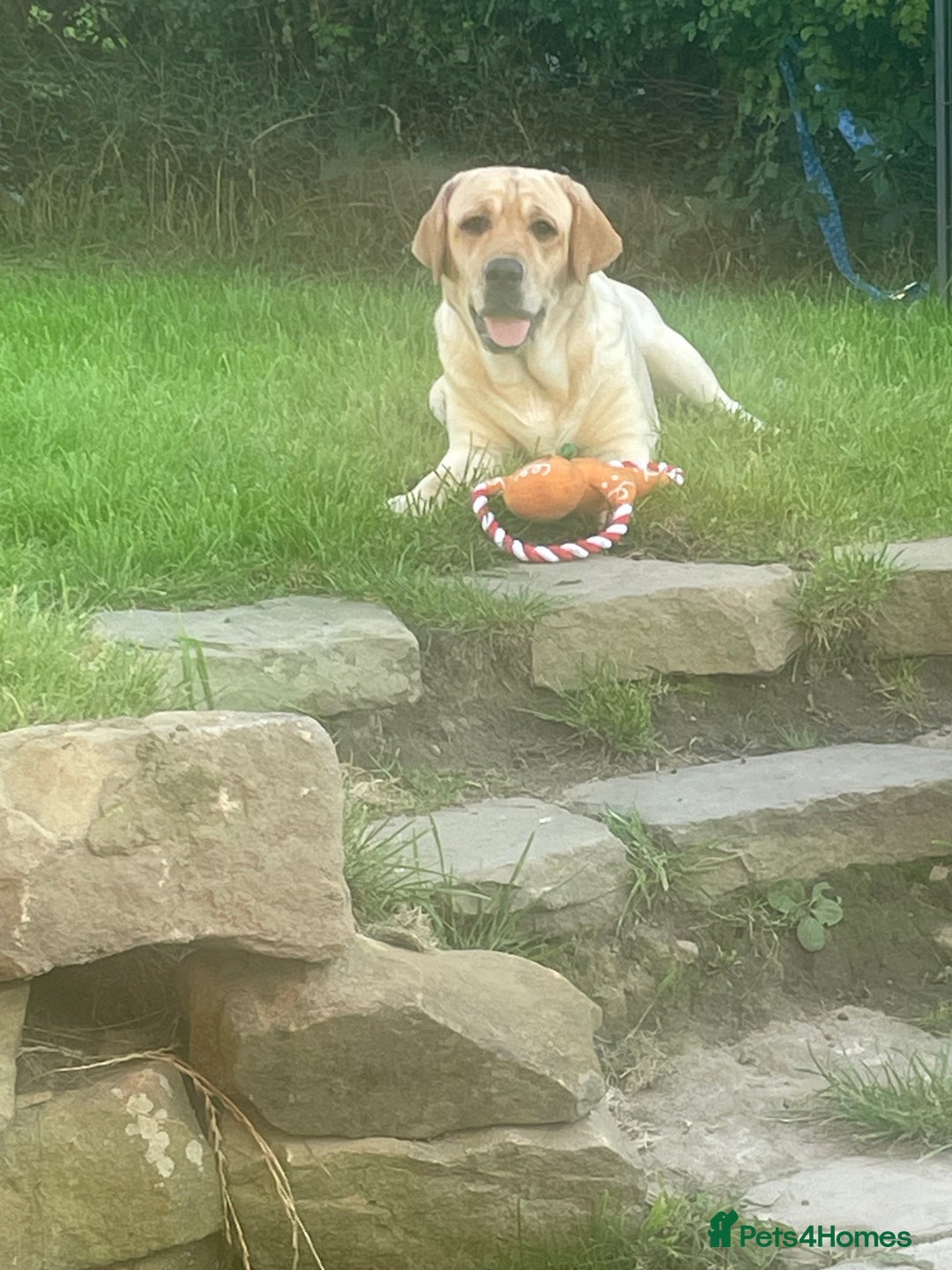 Labrador Retriever dogs for sale: 4 year old female Labrador  - Image 2