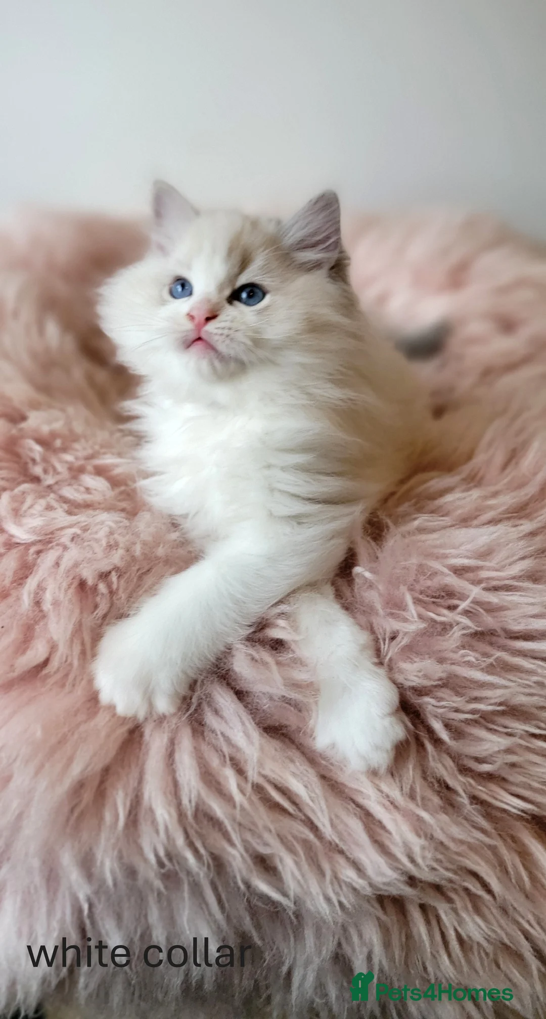 Ragdoll cats for sale: 😸Fully GCCF Certified Pedigree Ragdoll kittens💕 - Advert 25