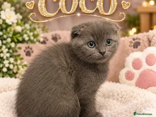 Mixed Breed cats ‼️💜LAST RARE Grey Fluffy ScottishFold Female - Advert 14