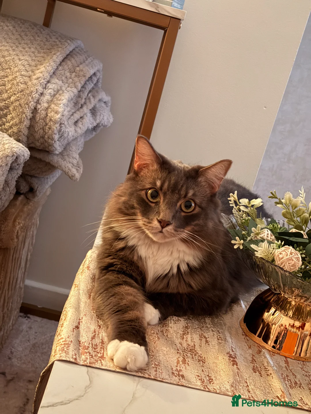 Mixed Breed cats for sale: Male cats to be rehomed, must be kept together - Advert 2