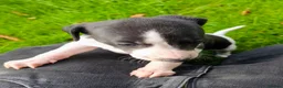 Whippet dogs for sale: 1 Girl Left - KC Whippet Puppies in Aberdeenshire - Advert 17