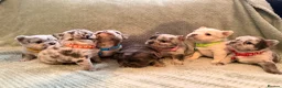 French Bulldog dogs for sale: Best in west mids.5 star full fluffy litter - Advert 10