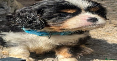 Cavalier King Charles Spaniel dogs - Advert 13