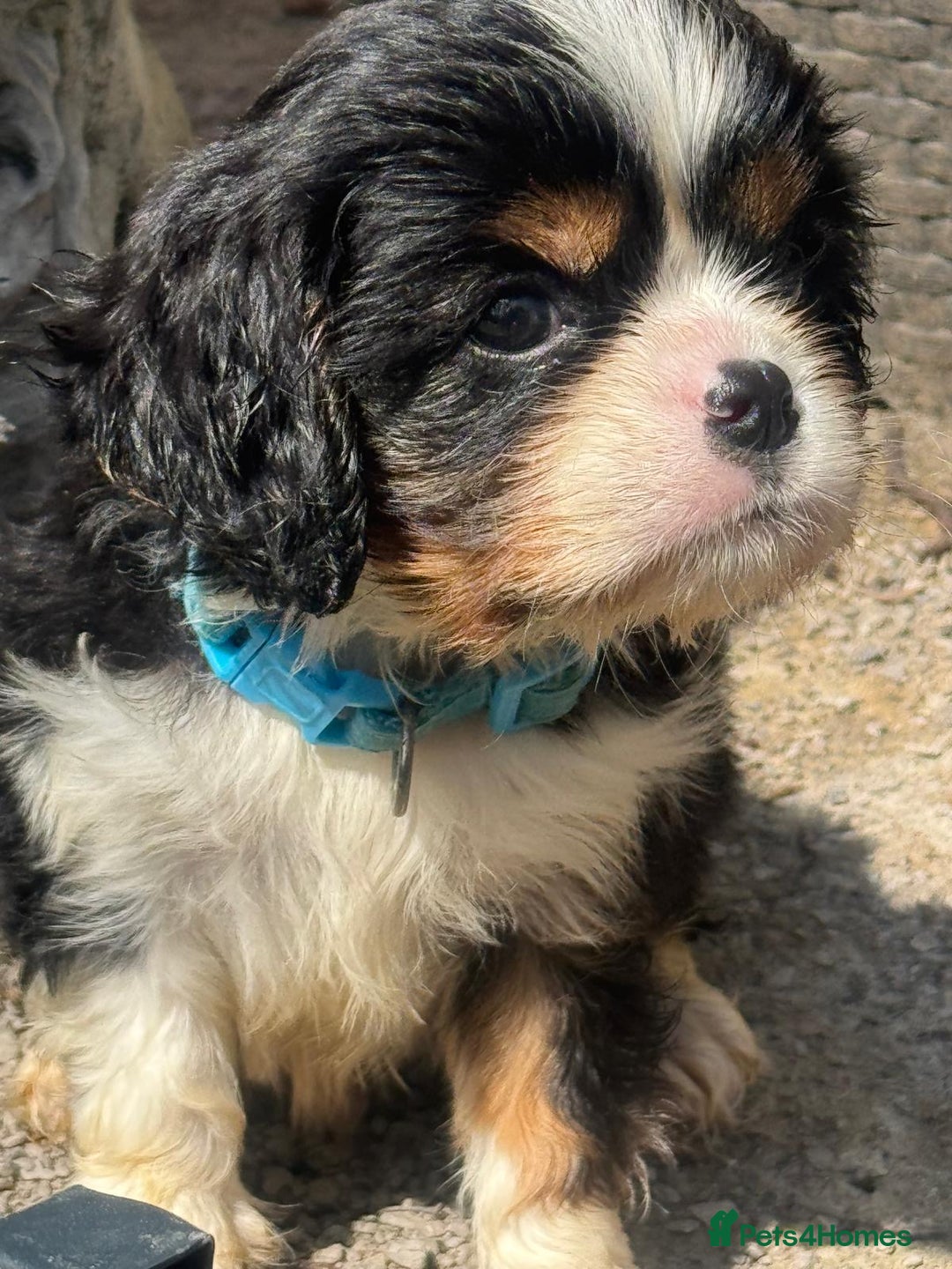 Cavalier King Charles Spaniel dogs for sale: Stunning cavalier King Charles  - Image 3