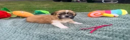 Lhasa Apso dogs for sale: Lhasa Apso puppies - Advert 3