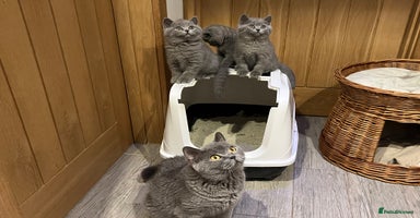 British Shorthair cats - Advert 4