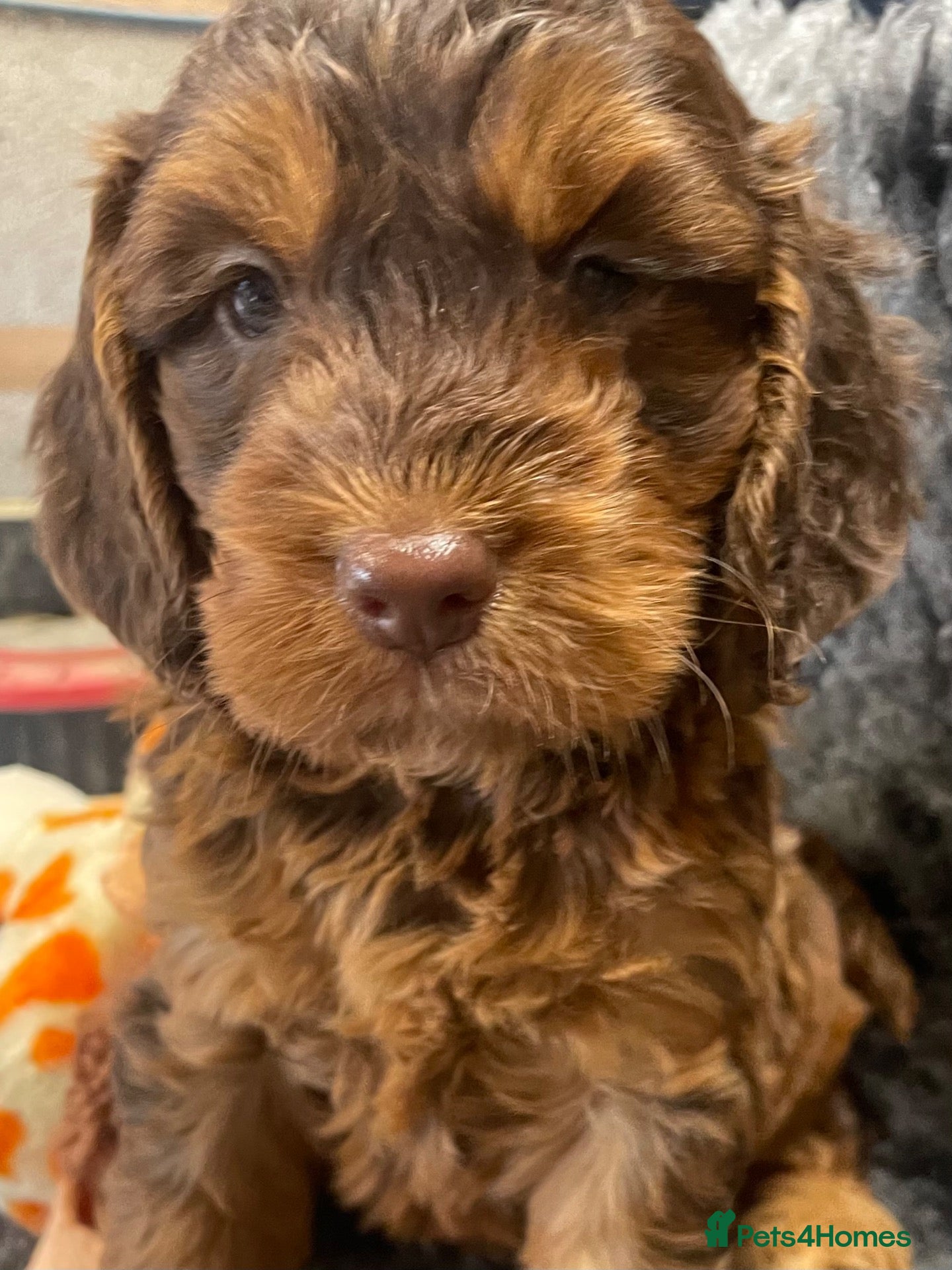 Cockapoo dogs F1 MINIATURE SHOW TYPE COCKAPOO PUPPIES  - Advert 1