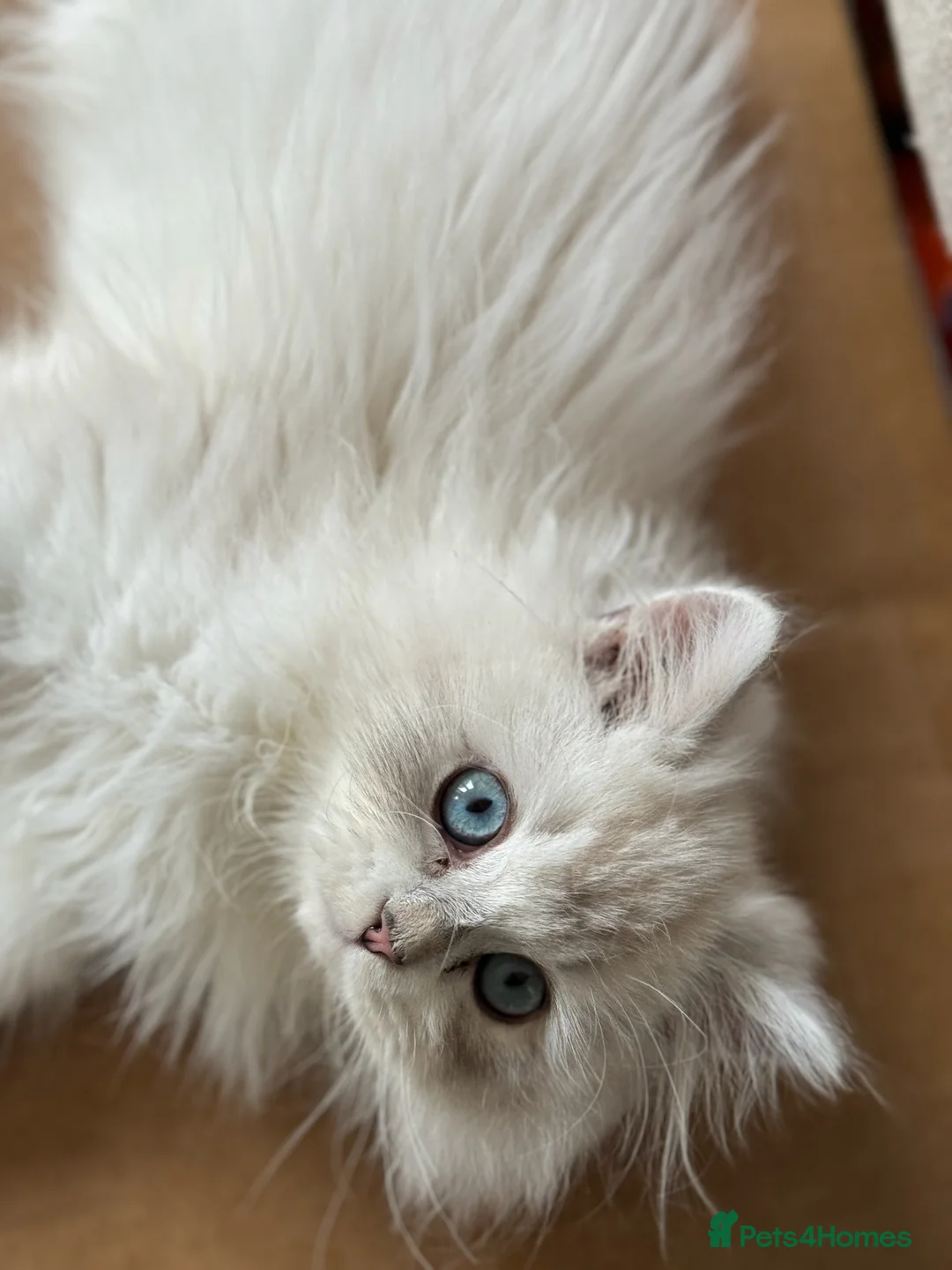 British Longhair cats for sale: Beautiful British Longhair Boy with Blue Eyes - Advert 2