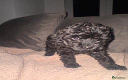 Cavapoo dogs for sale: Cavapoo puppies  - Image 3