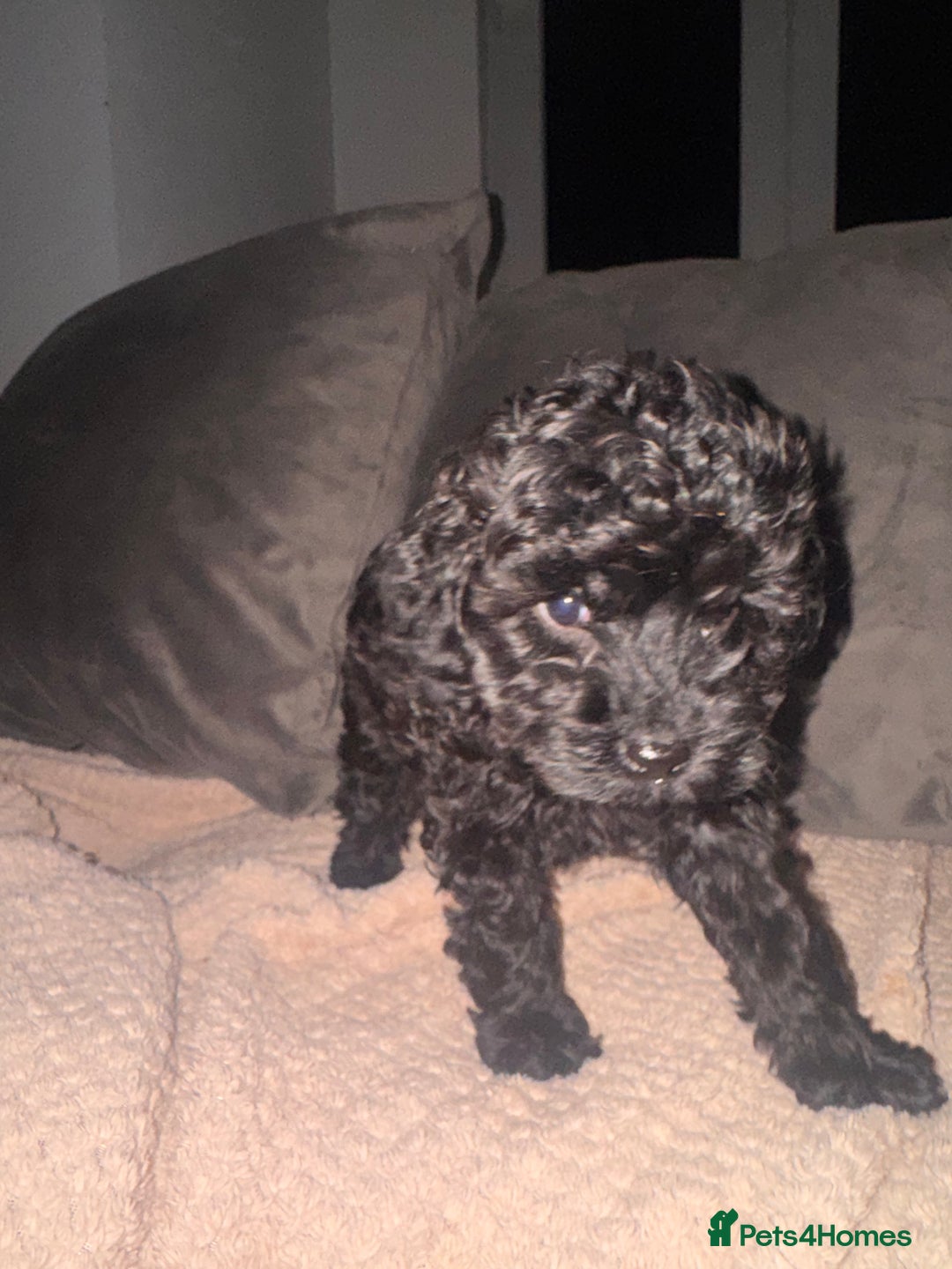 Cavapoo dogs for sale: Cavapoo puppies  - Image 3