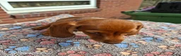 Miniature Dachshund dogs for sale: Lovely litte girl looking for her sofa - Advert 5