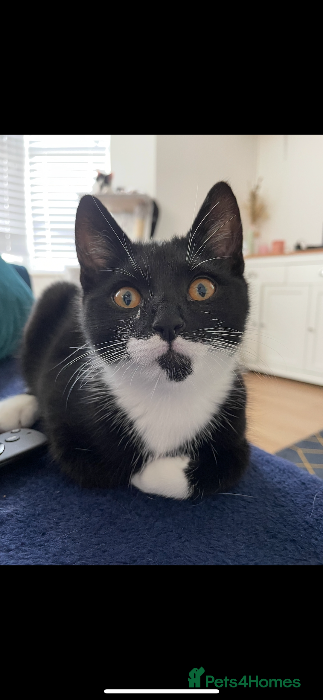 Mixed Breed cats for sale:  Lovely Young Boy Seeking New Home - Image 3