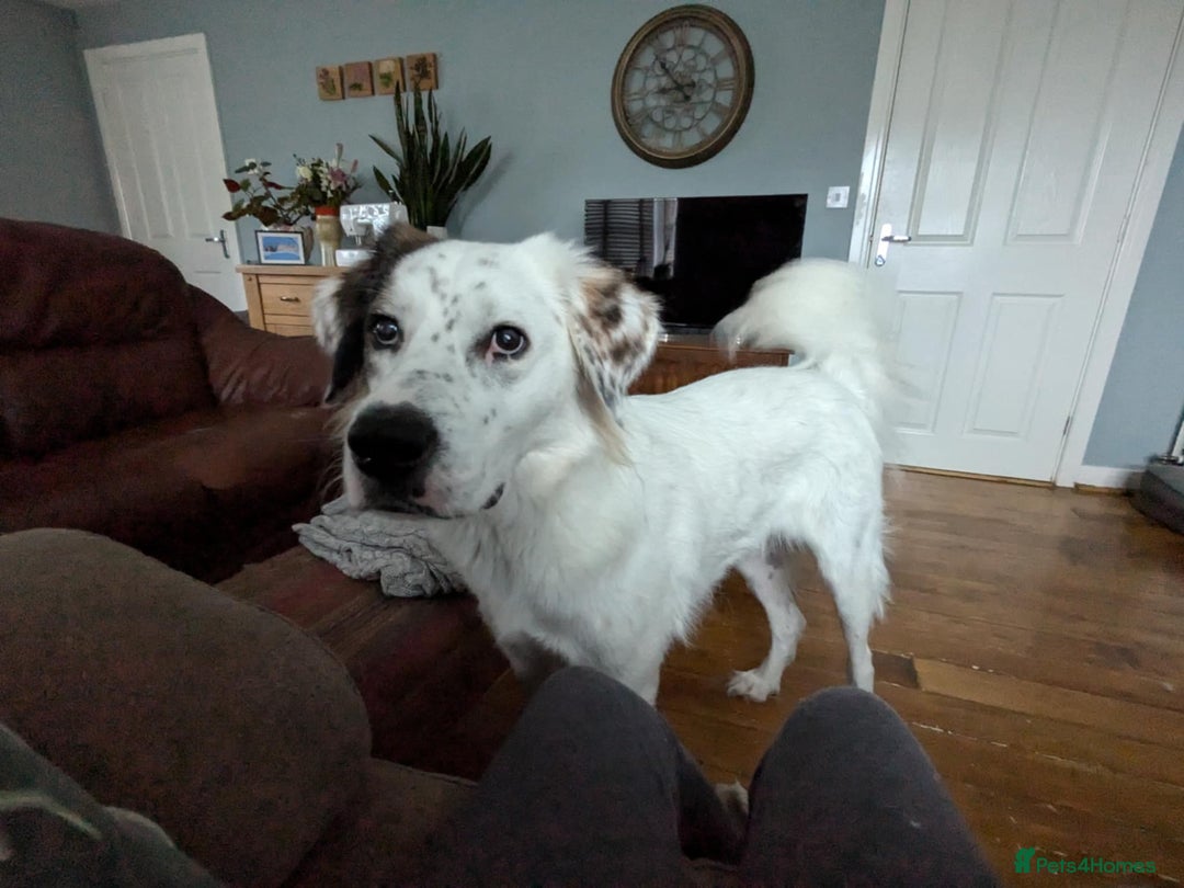 Mixed Breed dogs for adoption: Ned needs someone to believe in him 💙 - Advert 15