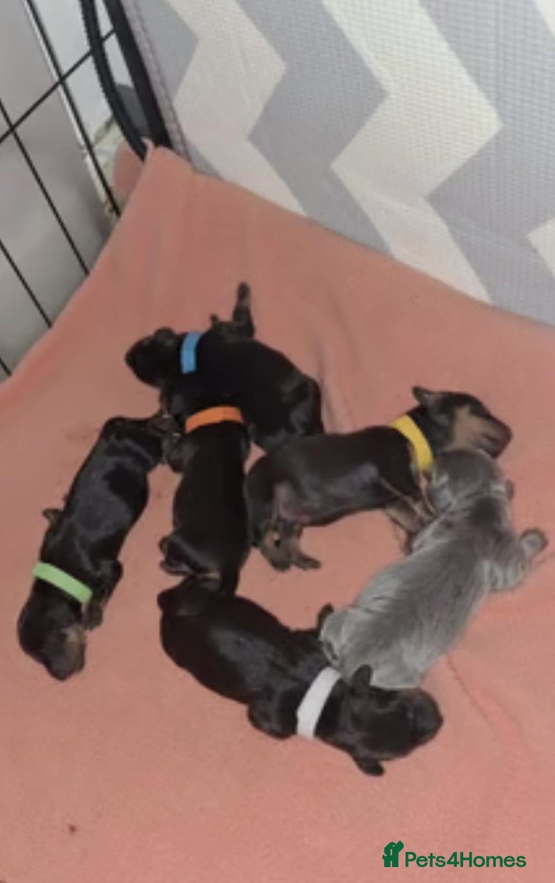 Miniature Dachshund dogs for sale: AWESOME MINIATURE PUPPIES - Advert 8