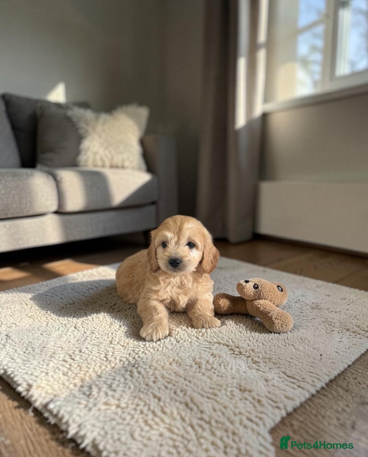 Mini Goldendoodle dogs Are Gorgeous golden doodle puppies 🐶 - Advert 1