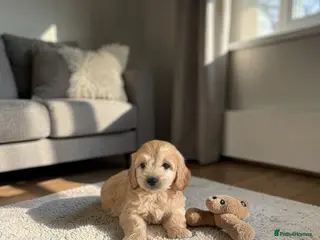 Mini Goldendoodle dogs Are Gorgeous golden doodle puppies 🐶 - Advert 5