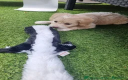 Chinese Crested dogs for sale: 1 Chinese crested Hairy Hairless BOY remaining  - Image 2