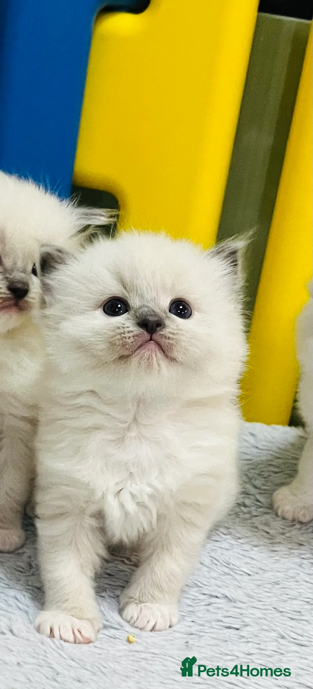 Ragdoll cats for sale: GCCF registered ragdoll kittens  - Advert 3