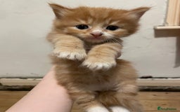 Domestic Shorthair cats for sale: litter of ginger and tuxedo kittens all boys - Image 15
