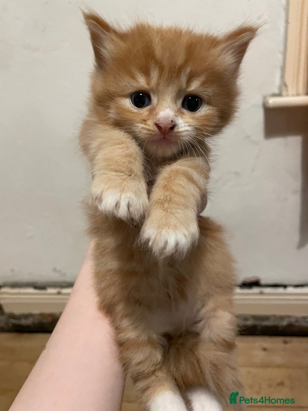 Domestic Shorthair cats for sale: litter of ginger and tuxedo kittens all boys - Image 15
