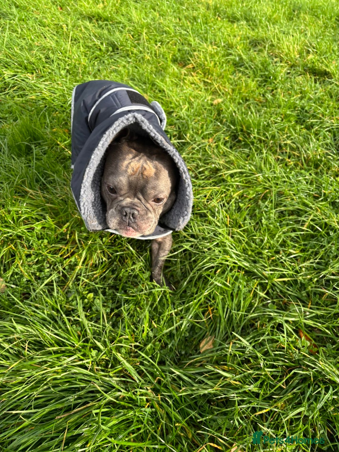 French Bulldog dogs for stud: Teddy 3 year old mini French Bulldog  - Advert 6
