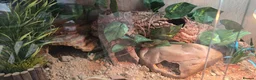 Leopard Gecko reptiles for sale: Leopard Gecko with enclosure  - Advert 4