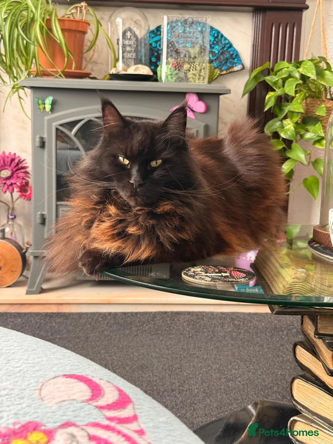 Maine Coon cats for sale: Male Maine Coon in Southport - Advert 2