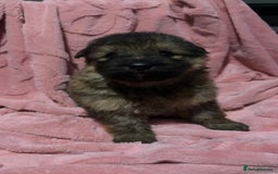 German Shepherd dogs for sale: Three beautiful kc german shepherd pups - Image 7