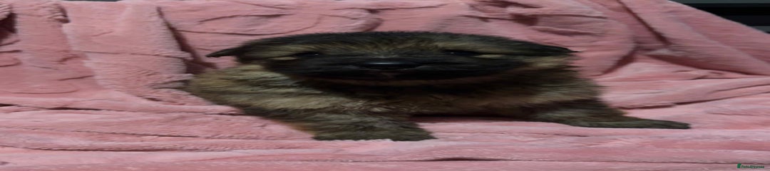 German Shepherd Puppy 2