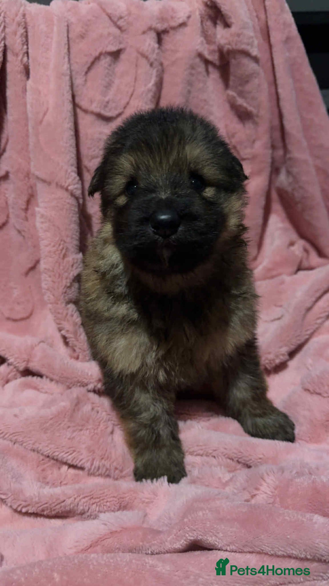 German Shepherd dogs for sale: Three beautiful kc german shepherd pups - Image 7