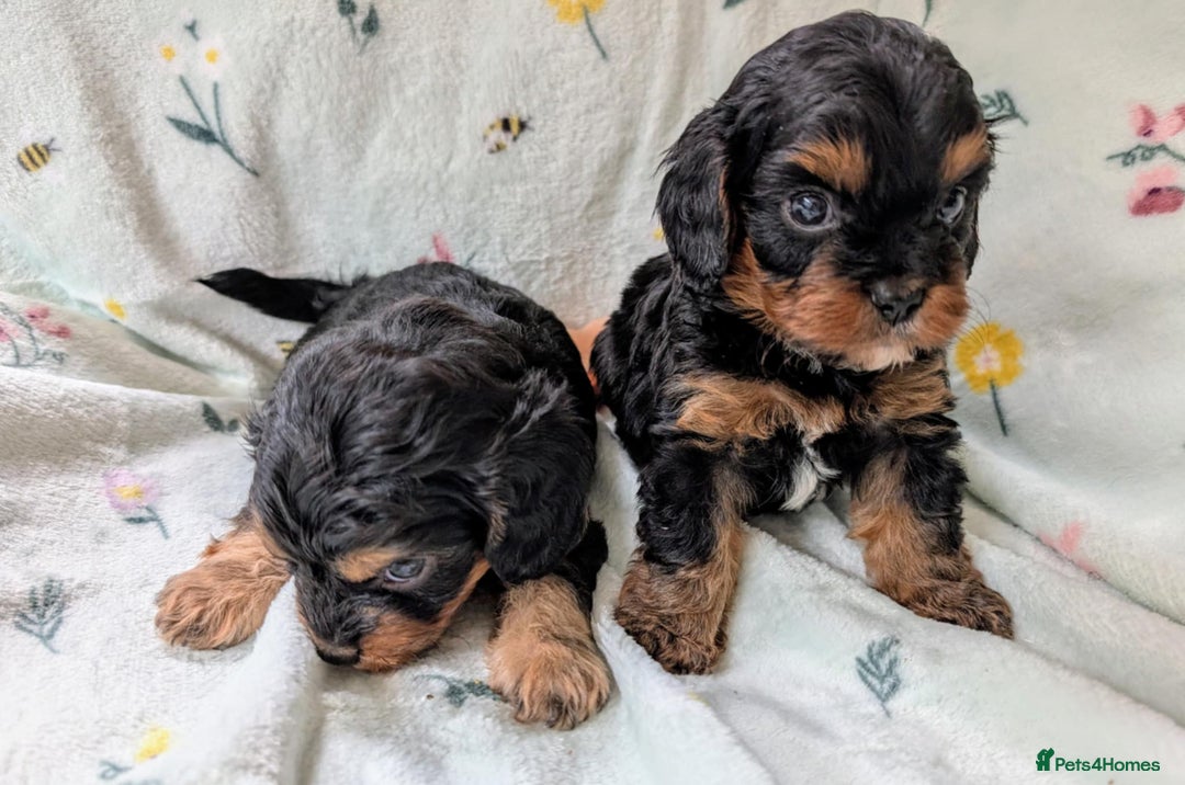 Cavapoo dogs for sale: Stunning Cavapoo puppies, Red. Apricot and Phantom - Image 9