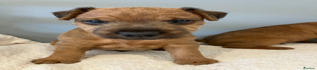 Lakeland Terrier Puppy 1