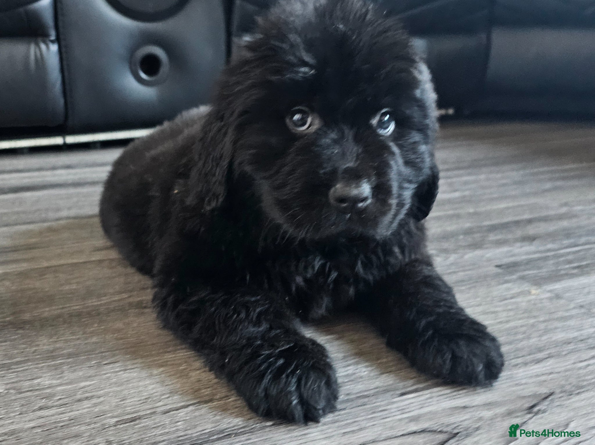 Newfoundland dogs Newfoundland pups for sale - Advert 1