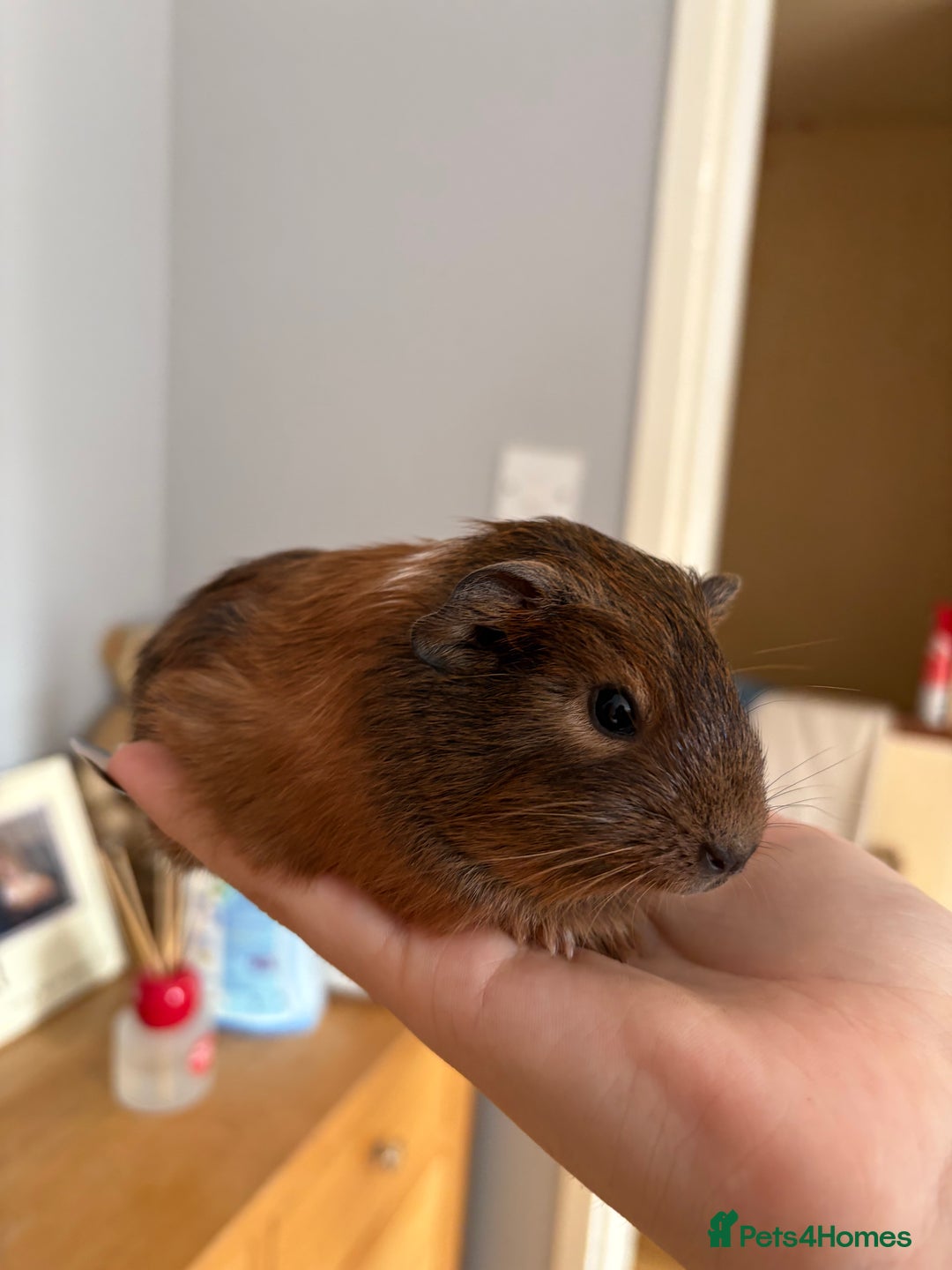 Guinea Pig rodents for sale: baby guinea pigs  - Image 4