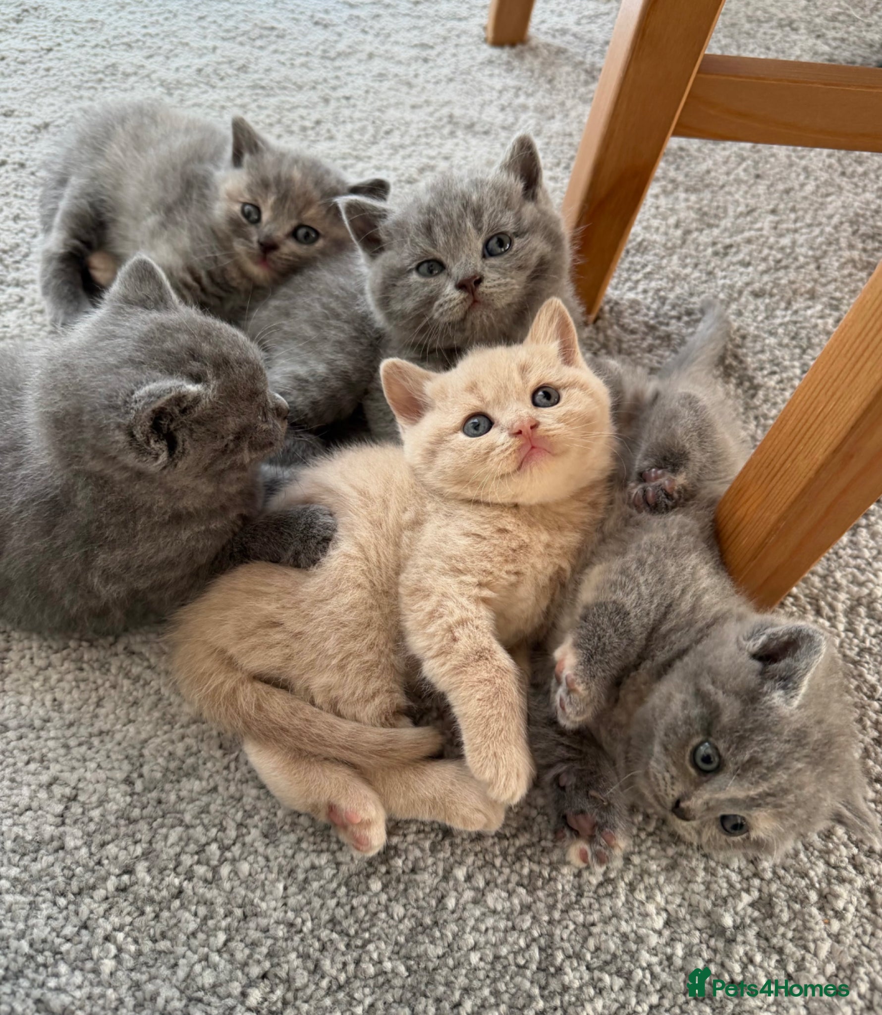 British Shorthair cats British Shorthair Kittens 🐾 Ready Soon - Advert 1