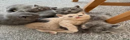 British Shorthair cats for sale: British Shorthair Kittens 🐾 Ready Soon - Advert 1
