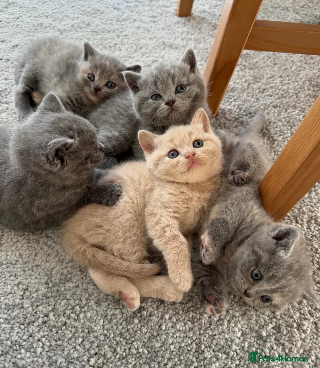 British Shorthair cats for sale: British Shorthair Kittens 🐾 Ready Soon - Advert 1