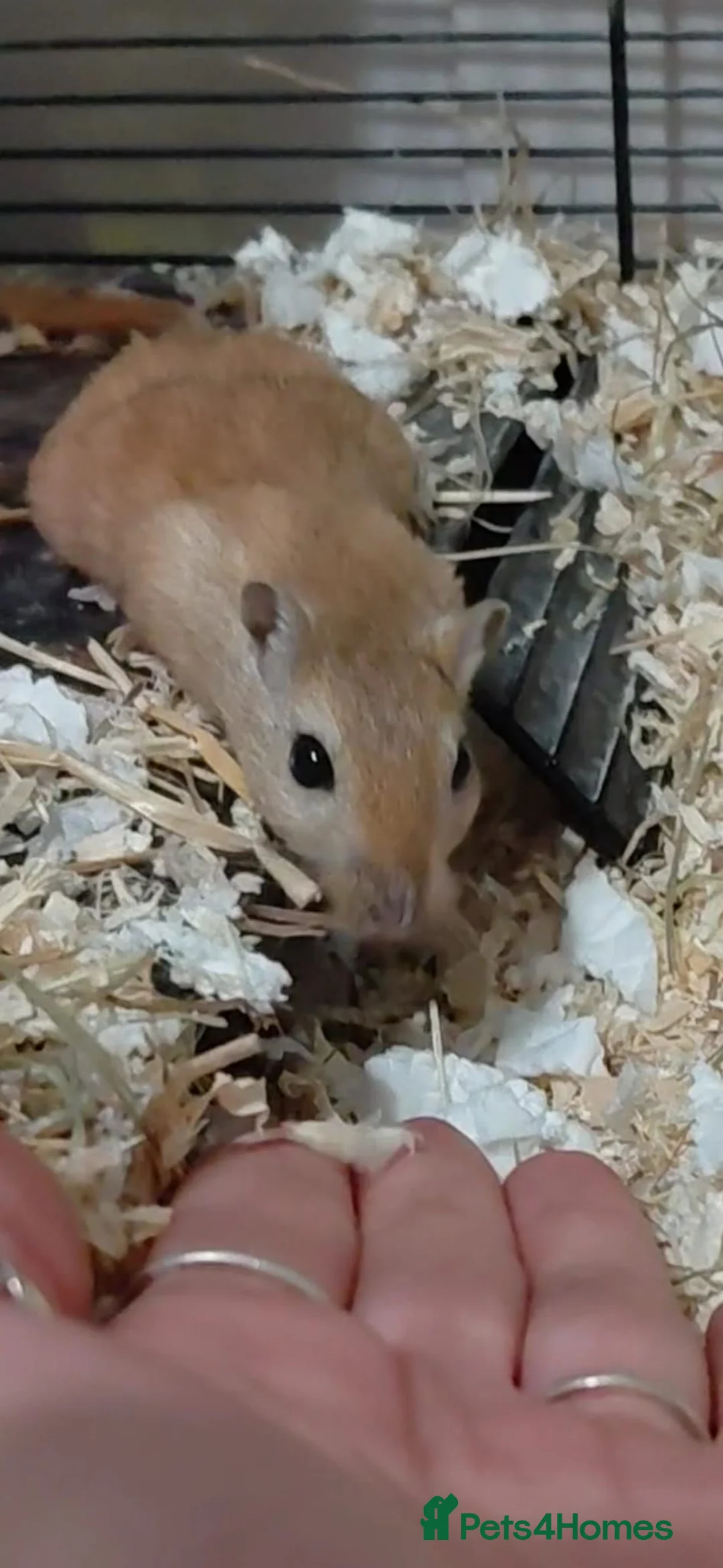 Gerbil rodents for sale: Free to a good home 2 female gerbils - Advert 1