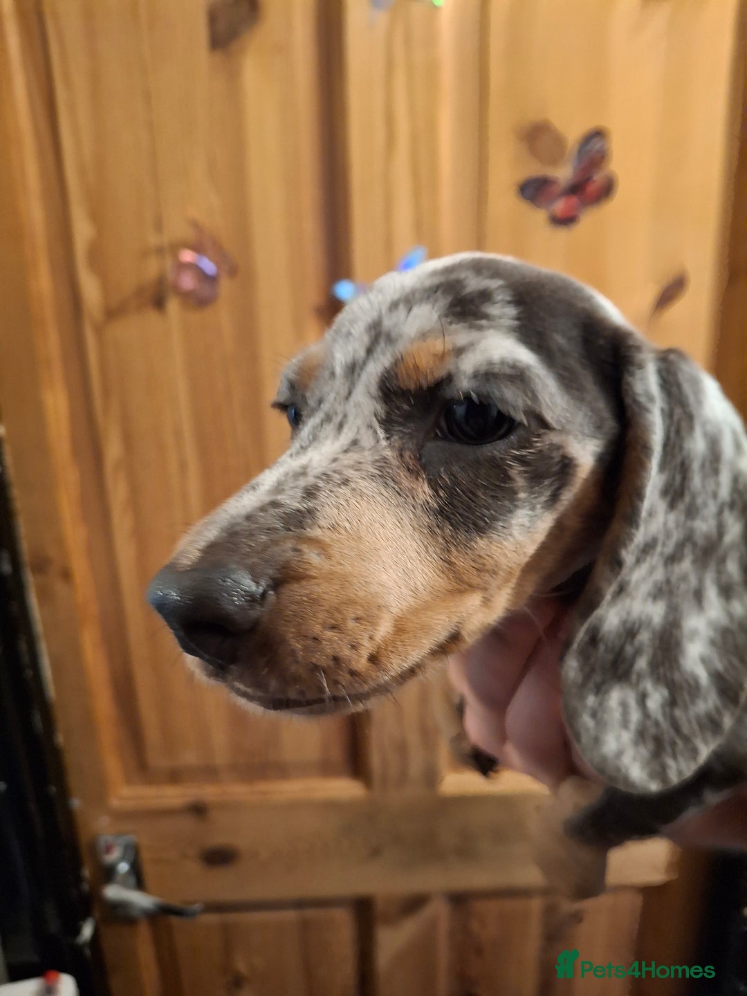 Dachshund dogs for sale: Beautiful Dachshund Puppies looking for a Home - Advert 4