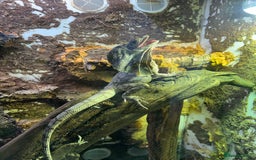 Dragon reptiles for sale: Frilled Neck Dragon Female & large vivarium  - Advert 5