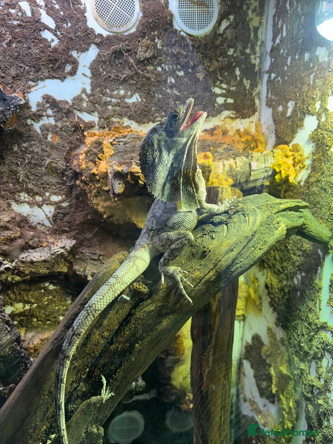 Dragon reptiles for sale: Frilled Neck Dragon Female & large vivarium  - Advert 5