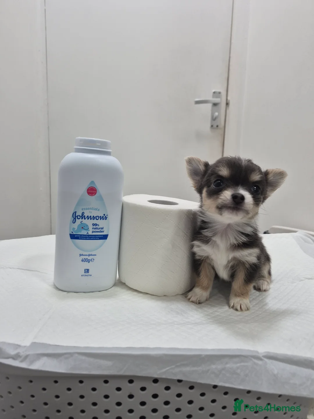 Chihuahua dogs for sale: Pure Chihuahua puppies  - Advert 2