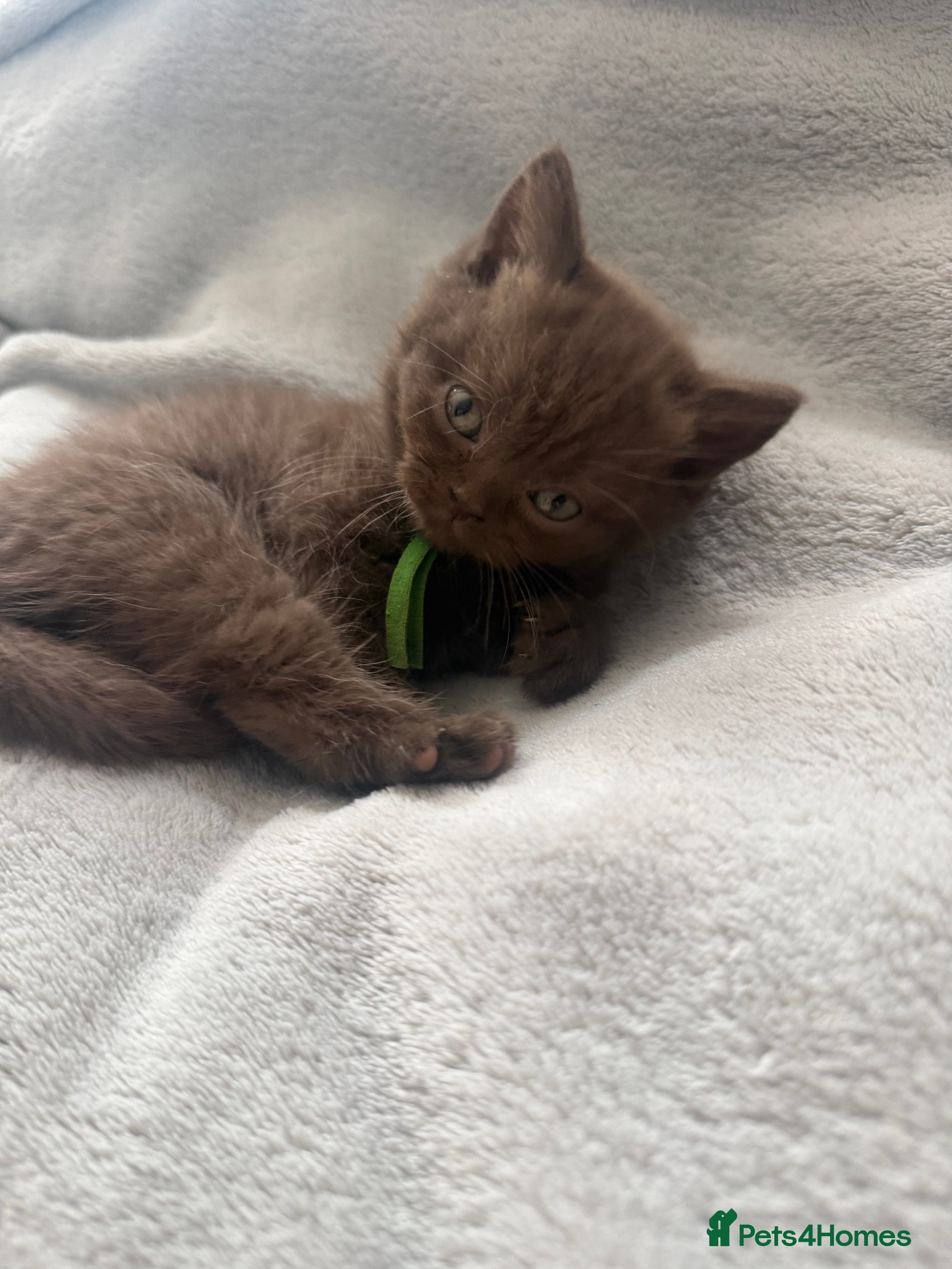British Shorthair cats Supreme Champion Line British Shorthair Kittens - Advert 2