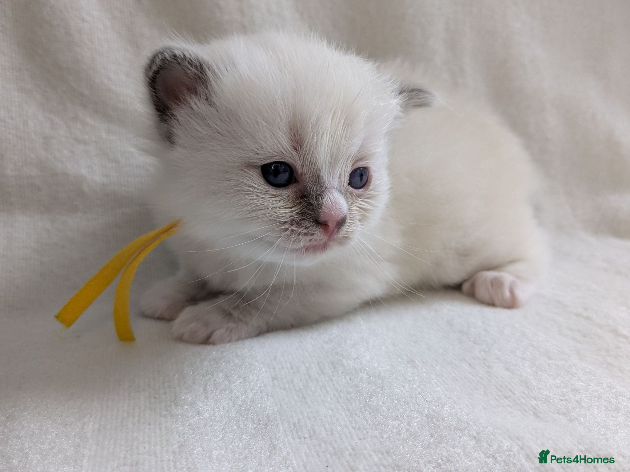 Ragdoll cats Ragdoll kittens GCCF reg.  - Advert 4