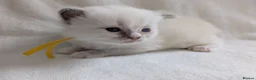 Ragdoll cats for sale: Ragdoll kittens GCCF reg.  - Advert 9