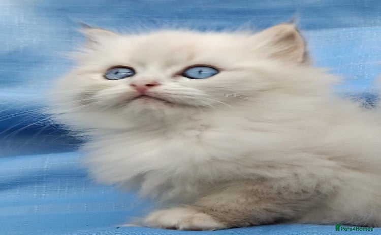 Siberian cats - Advert 1