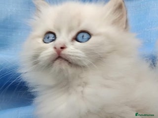 Siberian cats - Advert 4